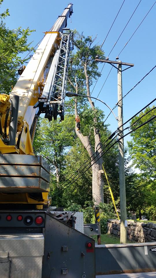 11998940_10206237940439881_9135126349675760367_n