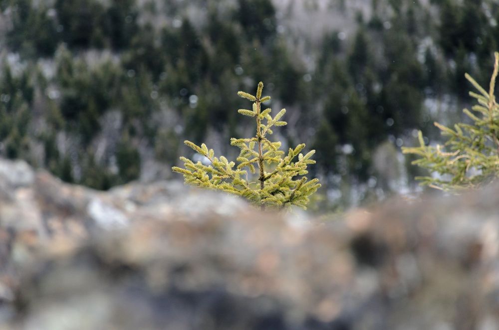 30716501_10213645565065867_2456195056739024896_n